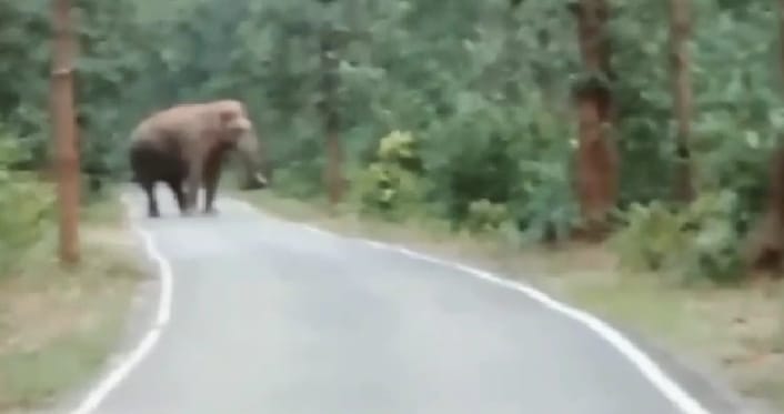 जंगल से निकल सड़क पर  जमे गजराज, घंटों आवागमन रहा बाधित