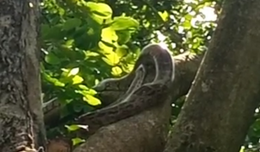 पेड़ पर विचरण करते दिखा अजगर, ग्रामीणों ने वन विभाग को रेस्क्यू करने से रोका