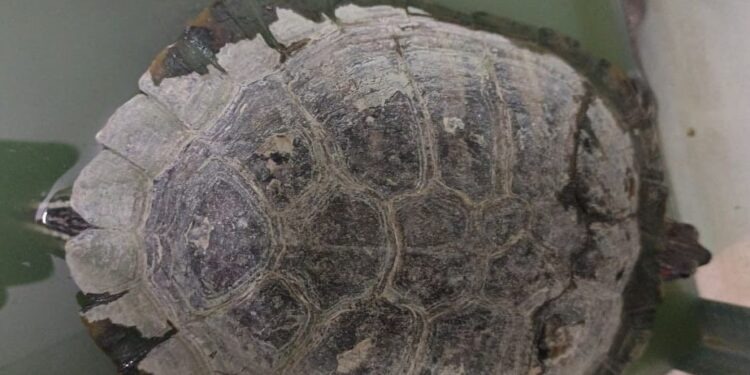 BREAKING :  सीएम के करीबी प्रेम प्रकाश के आवास से मिला दस लाख कीमत का विदेशी कछुआ, दर्ज होगा मामला