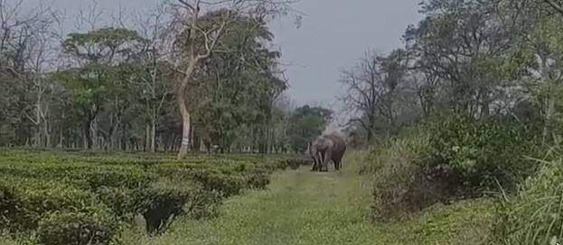 VIRAL VIDEO: मृत बच्चे को लेकर पागलों की तरह घूमती रही हथिनी , वीडियो देखकर पसीज जाएगा दिल