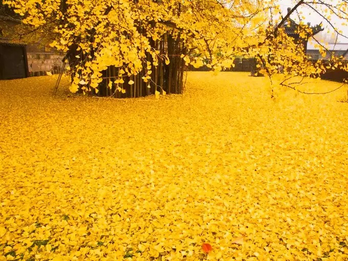 स्वर्ण उगलने वाली नदी के बारे में तो आपने सुना ही होगा, लेकिन इस ख़बर में जानिए सोने की पत्तियों वाले पेड़ के बारे में..