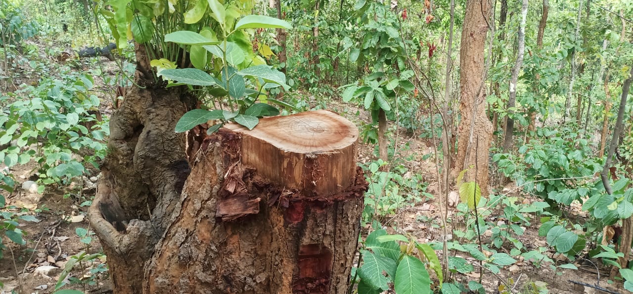 SIMDEGA: लकड़ी माफियाओं का हौसला बुलंद, धड़ल्ले से काटे जा रहे हरे-भरे पेड़