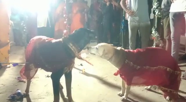 अजब-ग़ज़ब: बैंड-बाजे के साथ झूमते-गाते पहुंचे बराती, मंडप में वर-वधु के रूप में कुत्ते-कुतिया को देख हैरान रह गए लोग 