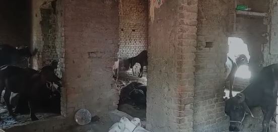 BUXAR:  शिक्षा का मंदिर बना पशुओं का तबेला, सरकार बेखबर