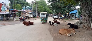 CHAIBASA: सड़कों पर आवारा घूम रहे पशुओं के लिए खटालों पर कसी जाएगी नकेल