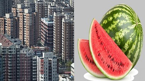 तरबूज का भाव आसमान पर , फ्लैट लेना है तो तरबूज लाओ, जानिए रोचक कहानी