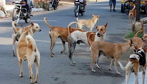 आदमखोर कुत्तों के झुंड ने ली युवक की जा'न, पहले घेरा फिर किया हमला