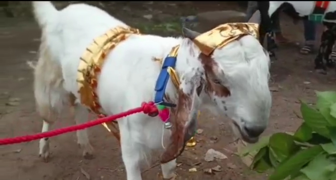 ईद-उल-अज़हा 10 जुलाई को: जमशेदपुर के बाज़ार में बक़रीद के लिए सज-धजकर तैयार शाहरुख और पुष्पा