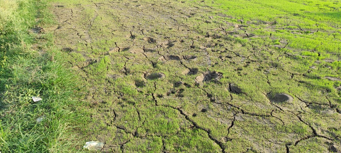 मौसम की बेरूखी से किसान मायूस, बारिश नहीं होने से रोपाई का काम रूका