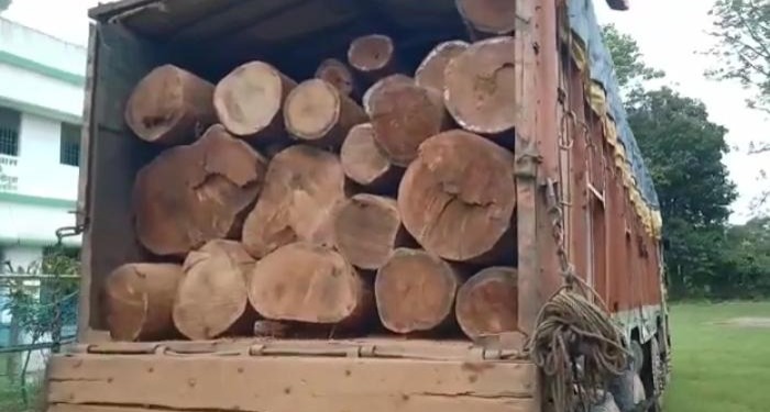 सारंड़ा जंगल में पुष्पा राज, बेखौफ खुलेआम हो रही लकड़ी की तस्करी, दो लाख का कीमती लकड़ी जब्त