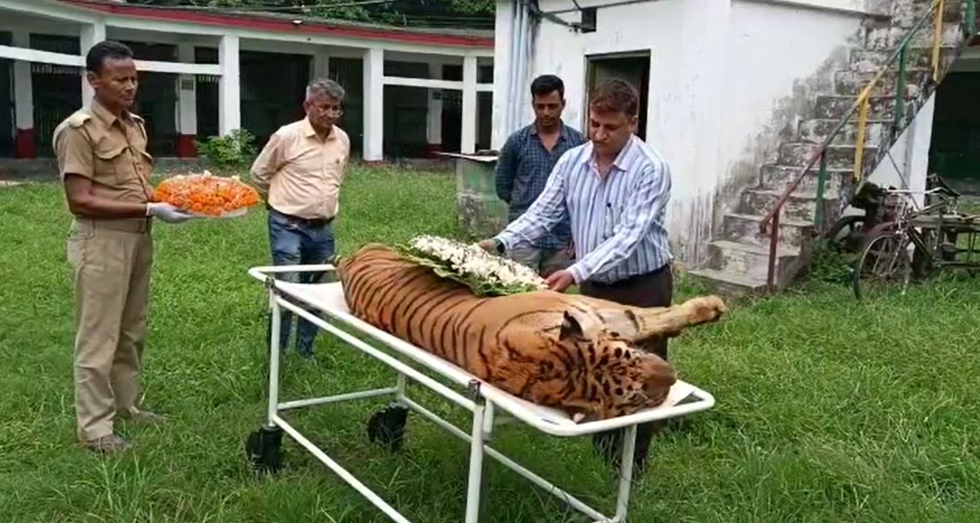 सबसे बुजुर्ग बंगाल टाइगर की मौत, जिला प्रशासन और वन विभाग ने दी नम आंखों से श्रद्धांजलि