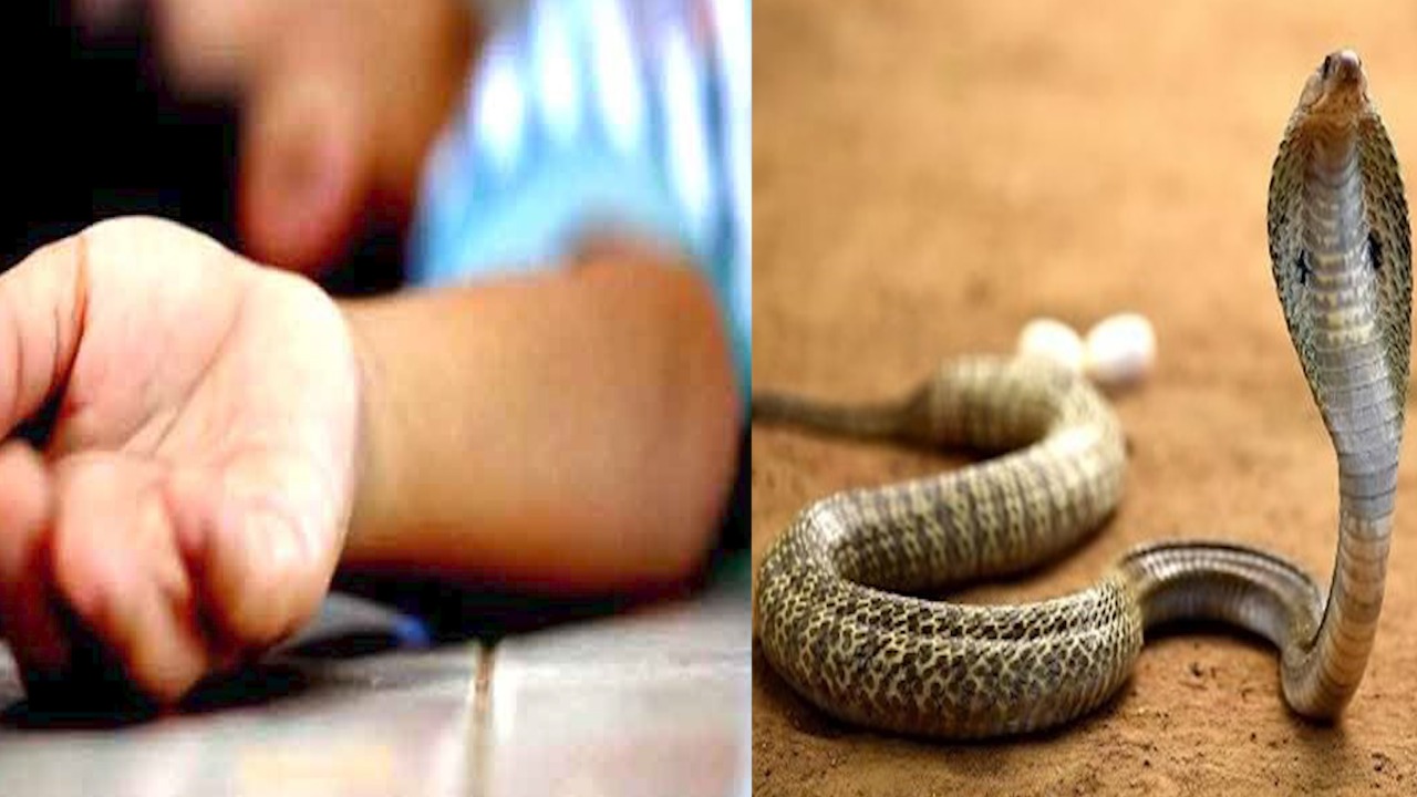 बारिश में जहरीले जीवों का खतरा बढ़ा, सर्पदंश से एक बच्ची की मौत, जून में कितने लोगों की गई जान, पढ़िए खबर
