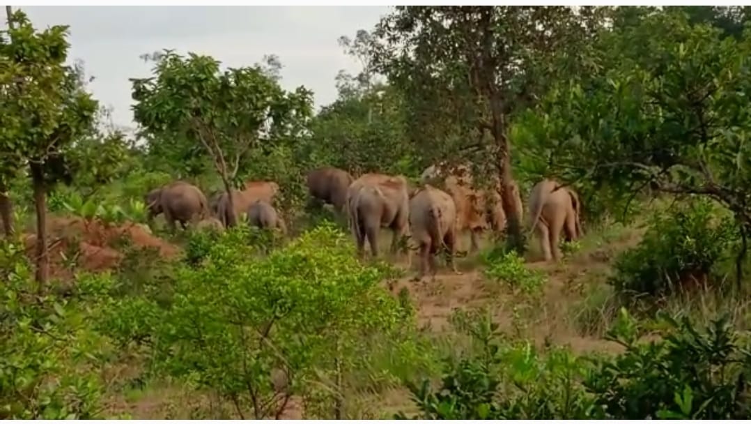 सांरडा में हाथियों का झुंड देख ग्रामीणों में दहशत, वन विभाग की टीम पहुंची इलाके में