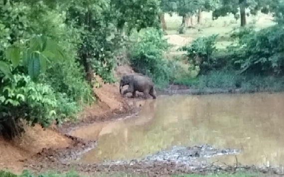 बालूमाथ के जंगलों में पिछले दो सप्ताह से बदहाल घूम रहा ये ज़ख्मी हाथी, जानिये वन विभाग ने क्या किया
