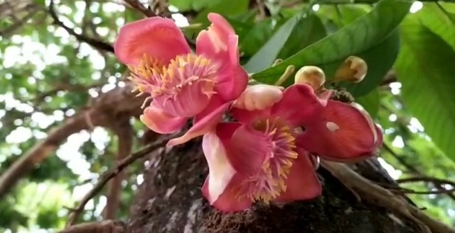 श्रद्धा का सावन-6: उस फूल के बारे में जानिये जिसका भोलेबाबा के शृंगार में है विशेष महत्व