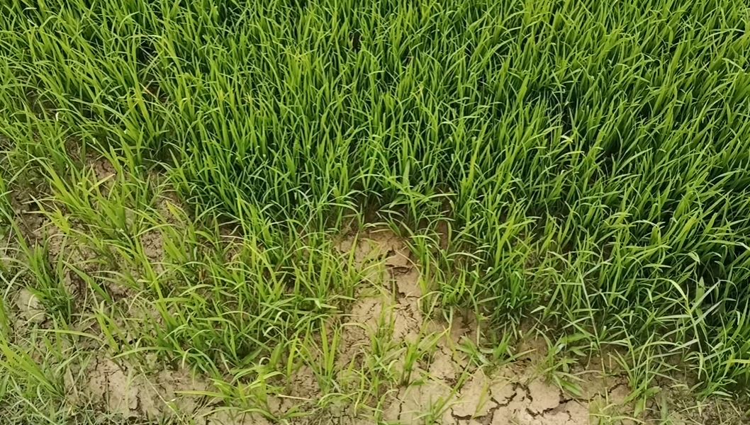 AURANGABAD: मौसम की बेरुखी से किसान परेशान,  धान के बिचड़े में आ रही दरारें