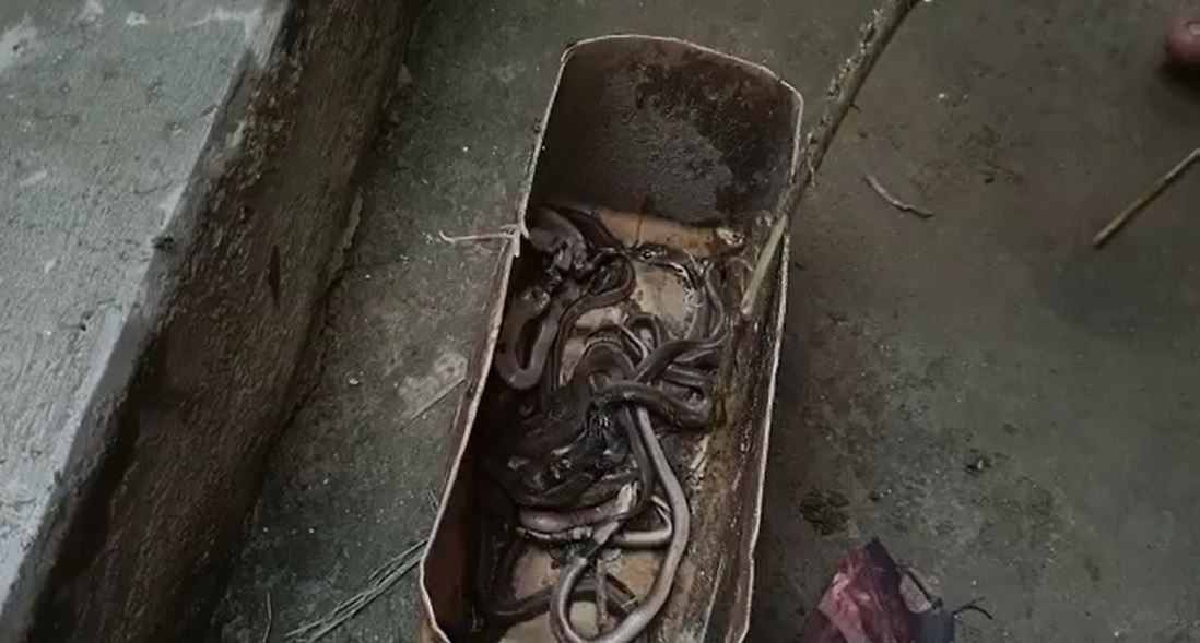 सर्पदंश से 5 साल की बच्ची की मौत , सांप पकड़ने जब सपेरा पहुंचा तो खुला कौन सा राज, पढ़िए पूरी खबर