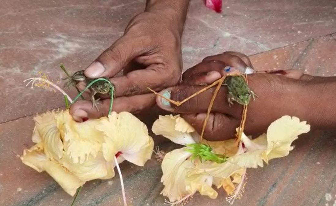 दूल्हा बना मेढक, दुल्हन बनी मेढकी, वर्षा के लिए कराई गयी अनोखी शादी 