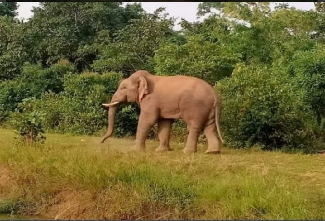 सारंडा के जंगल से गांव पहुंचा हाथी, ग्रामीणों में डर का माहौल   
