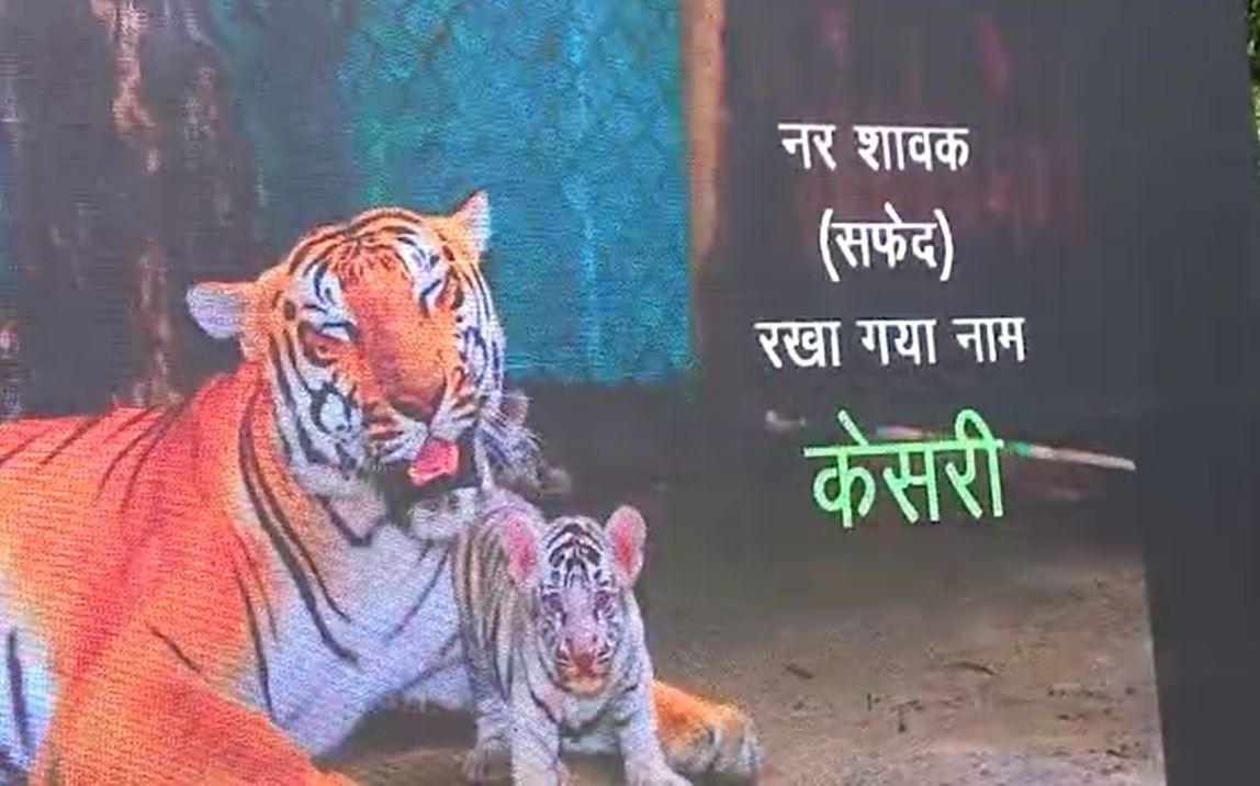पटना के चिड़ियाघर में जन्मे चार शावकों का आज हुआ नामकरण, CM नीतीश ने भेजे नाम