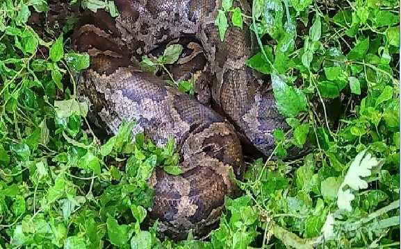 रातू में दिखा विशालकाय अजगर.....इस खबर में जानिये झारखंड में कितने प्रकार के होते हैं सांप