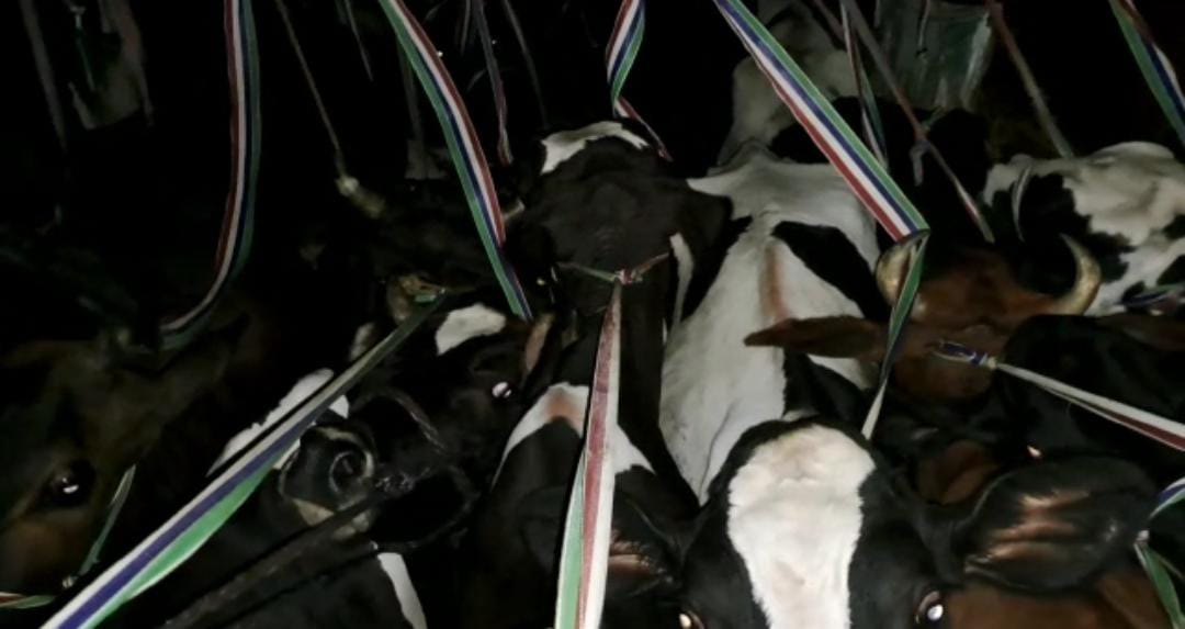 डाक पार्सल लिखे कंटेनर में ठूंस-ठूंस कर रखी गई थी गाय, गौ रक्षा दल ने पकड़ा, फिर क्या हुआ आप भी जानिए