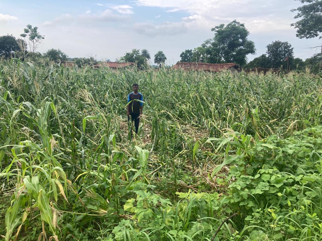 टुंडी में गजराज मस्त और वन विभाग पस्त, मकई की फसल को भी नहीं होने दे रहे हाथी  