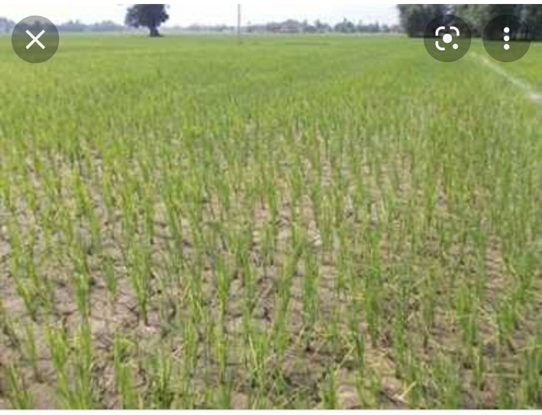 धनबाद के किसानों की भगवान से तो उम्मीद टूट ही गई,अब सरकार से भी हो रहे नाउम्मीद 