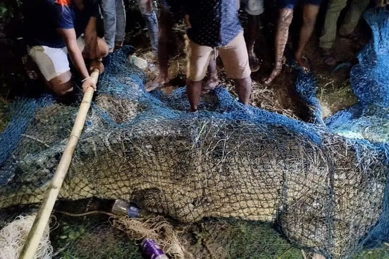 दस दिनों के रेस्क्यू के बाद पकड़ा गया डेढ़ क्विंटल का मगरमच्छ, लोगों ने ली राहत की सांस 