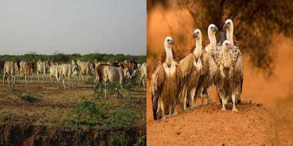 जोड़बीड़ में मृत गोवंशों का लगा अंबार, लाशों की संख्या इतनी ज्यादा कि गिद्ध भी पड़ रहे कम  