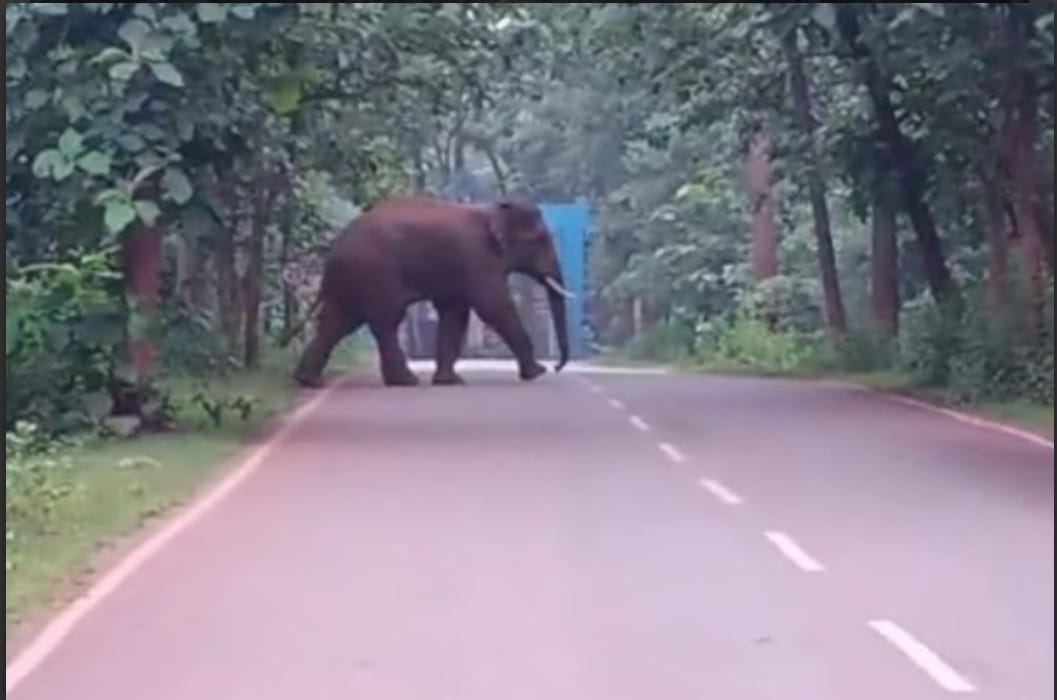 सारंडा के कई गांवों में दंतैल हाथी का दहशत, जान बचाकर भागने को विवश हैं ग्रामीण