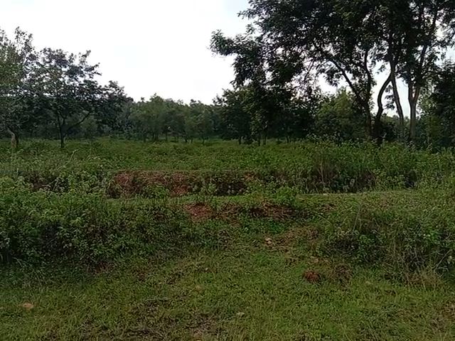 जंगल मे पेड़ से लटका मिला 27 वर्षीय युवक का शव, जानिये क्या है मामला