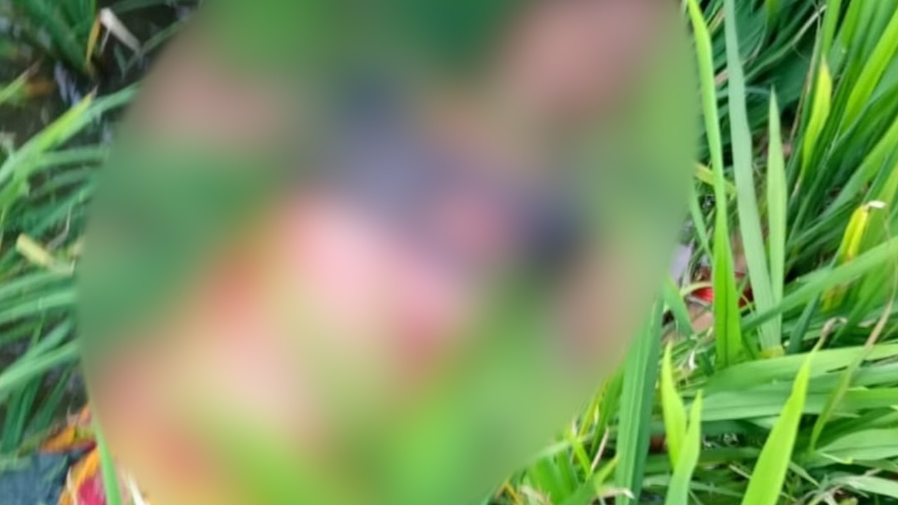 खेत में घास काट रही महिला पर बाघ का हमला, वन विभाग से मुआवजे की मांग, गांव में दहशत  