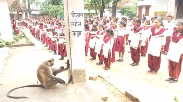 झारखंड में 7 दिनों से एक बंदर कर रहा पढ़ाई, रोज आता है स्कूल   