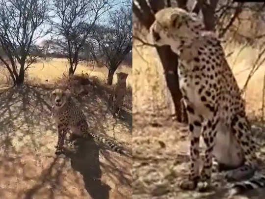 नामीबिया से मिले 8 चीतों से भारत में चीता युग का शुभारंभ, जानिए अनकही कहानी