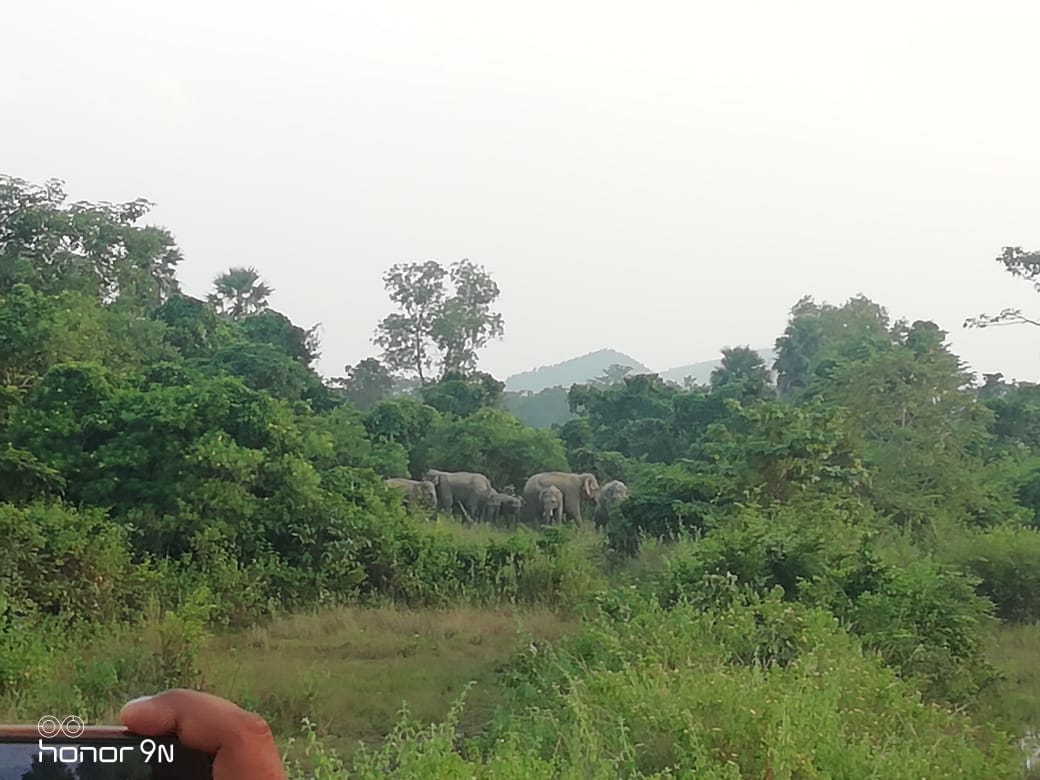 झारखंड के इस गांव में घूम रहे एक दर्जन जंगली हाथी, अपने ही घर में कैद ग्रामीण