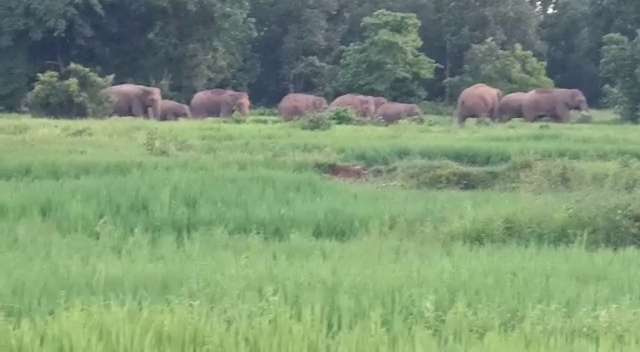 पूर्वी सिंहभूम में हाथियों का तांडव,  गांव छोड़ने पर मजबूर हुए ग्रामीण