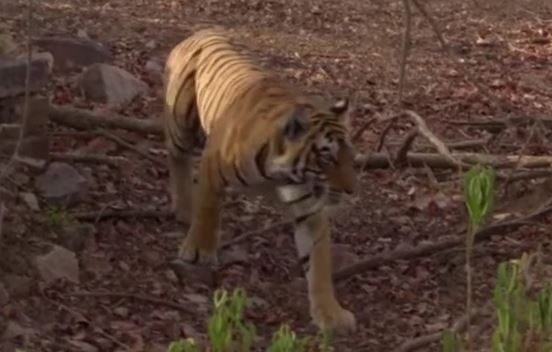 एक और दिन और एक और मौत, लगातार तीसरे दिन आदमखोर बाघ ने किया हमला, मां-बेटे की मौत  