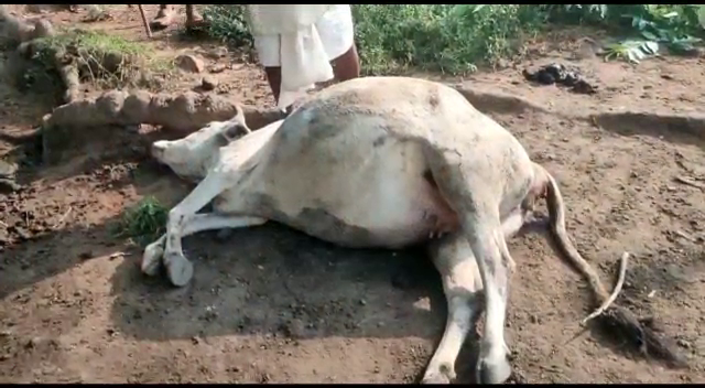 टंडवा वन क्षेत्र में हाथियों का आतंक,भय के साए में जी रहे ग्रामीण