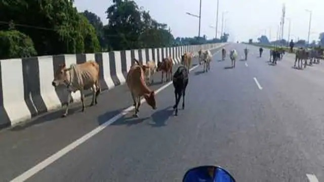 धनबाद में आवारा पशुओ के आगे बेबस जिंदगी, जानिए कैसे लोगो को करते हैं परेशान 