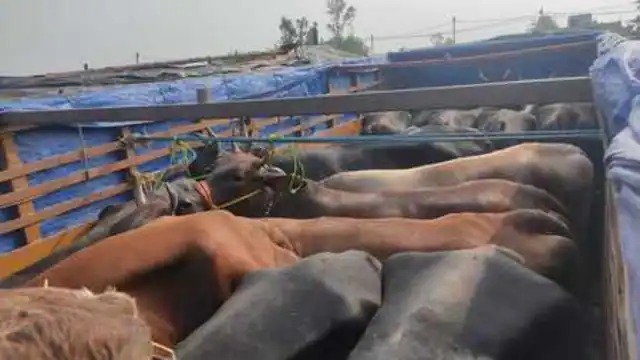 नेशनल हाईवे पर नहीं थम रही पशु तस्करी ,जानिए कहां और कैसे पकड़ाए