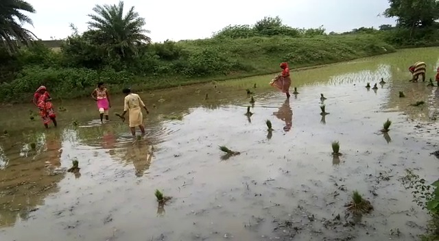 बारिश से आमलोग हुए परेशान,तो किसानों के चेहरे पर लौटी मुस्कान,धान रोपनी का कार्य हुआ तेज 