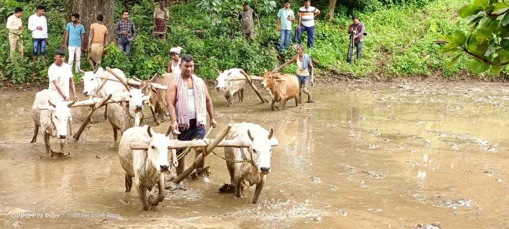 मंत्री ने खेत में चलाया हल, रोपा धान,मंहगाई रोकने के लिए किसानों से उपज बढाने की अपील 