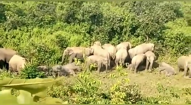 35 गजराजों ने पेटरबार जंगल में लिया शरण,पदाधिकारी के साथ साथ ग्रामीण कर रहे हैं रतजगा