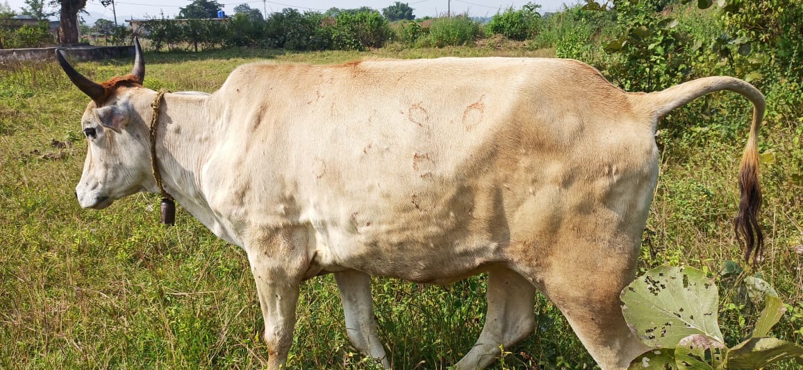 रामगढ़ : लंपी वायरस से चपरी गांव में दो गाय ग्रसित, किसानों में कोहराम