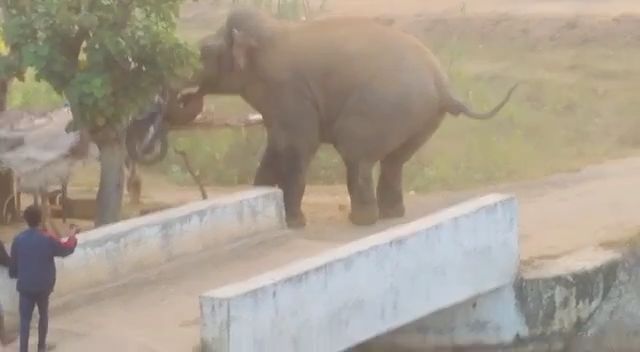 तमाड़ में जंगली हाथी ने मचाया उत्पात,बाइक और दुकान को बनाया निशाना  