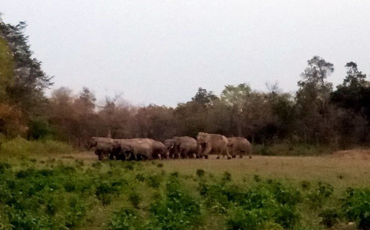 सरिया में हाथियों का आतंक, 2 को कुचला, एक की मौत