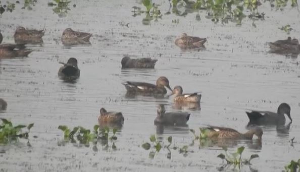 भागलपुर :  विदेशी मेहमानों के कलरव से गूंजा जगतपुर झील,170 से अधिक प्रजाति के पक्षियों का आगमन 