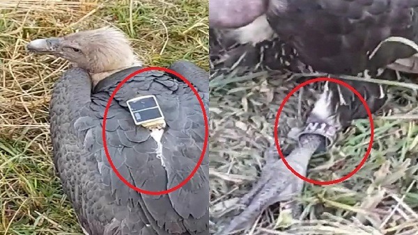 क्या अब जासूसी के लिए इस्तेमाल किए जा रहे गिद्ध ! जानिए सेंसर लगे गिद्ध की दास्तान