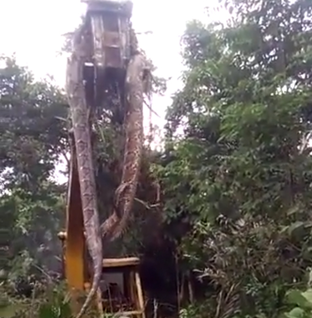 अरे बाप रे बाप..! 100 किलो का अजगर.. अजगर के लिए आया जेसीबी